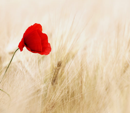 Zwillingsmamas: Zusammenhalt & Bestärkung